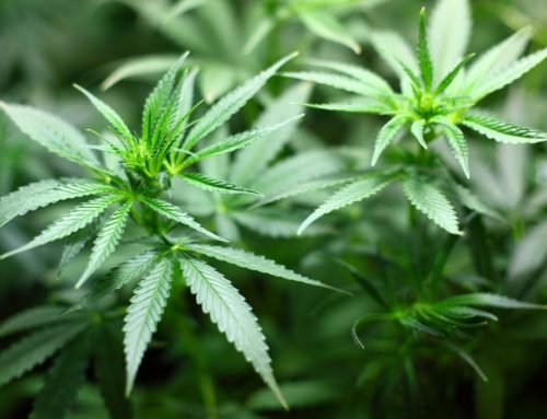 Jamaica Cannabis Industry Eyes Growth