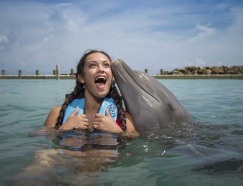 Dolphin Cove’s stock price rebounds after founder’s reassurance